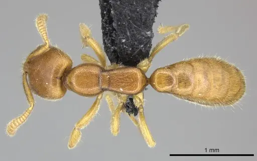 Adetomyrma caputleae specimen CASENT0227995 image casent0227995_1