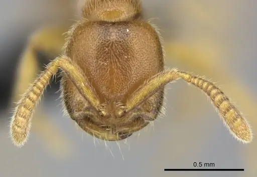 Adetomyrma caputleae specimen CASENT0227995 image casent0227995_2