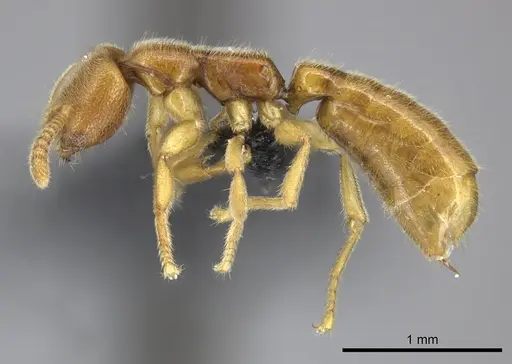 Adetomyrma caputleae specimen CASENT0227995 image casent0227995_3