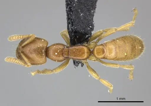 Adetomyrma caputleae specimen CASENT0227996 image casent0227996_1