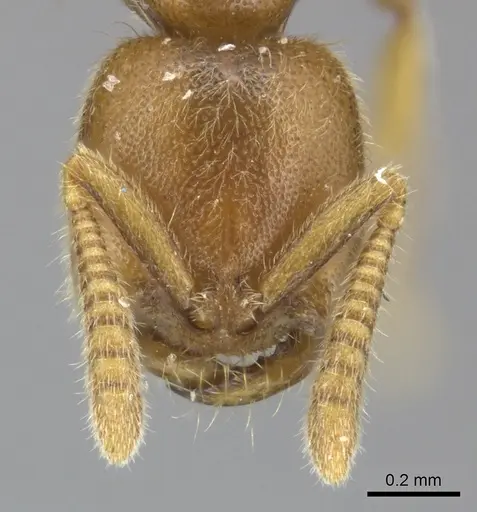 Adetomyrma caputleae specimen CASENT0227996 image casent0227996_2