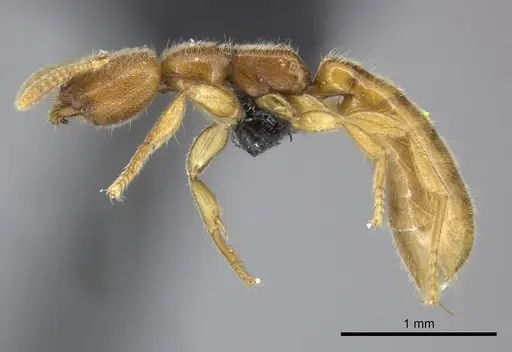 Adetomyrma caputleae specimen CASENT0227996 image casent0227996_3