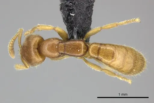 Adetomyrma caputleae specimen CASENT0227997 image casent0227997_1