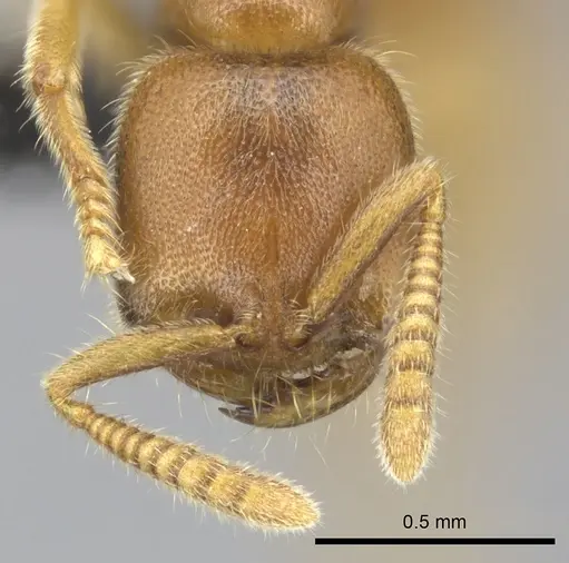 Adetomyrma caputleae specimen CASENT0227997 image casent0227997_2