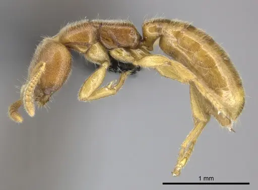 Adetomyrma caputleae specimen CASENT0227997 image casent0227997_3