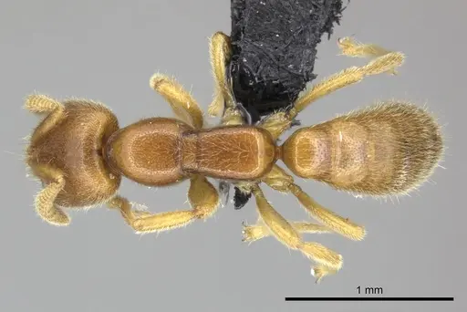 Adetomyrma caputleae specimen CASENT0227998 image casent0227998_1