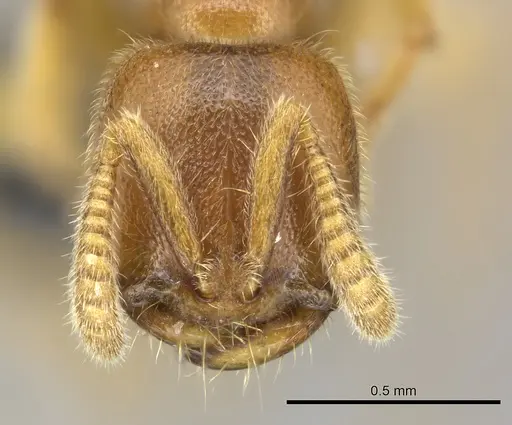Adetomyrma caputleae specimen CASENT0227998 image casent0227998_2