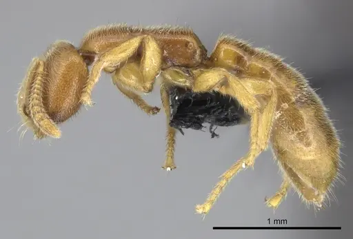 Adetomyrma caputleae specimen CASENT0227998 image casent0227998_3