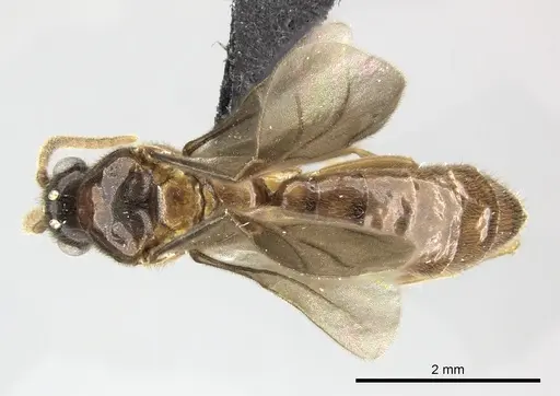 Adetomyrma caputleae specimen CASENT0227999 image casent0227999_1