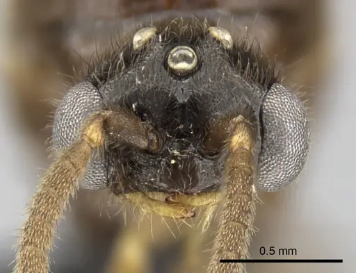 Adetomyrma caputleae specimen CASENT0227999 image casent0227999_2