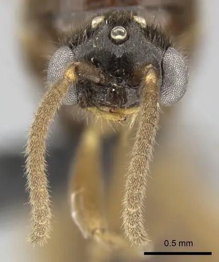 Adetomyrma caputleae specimen CASENT0227999 image casent0227999_3