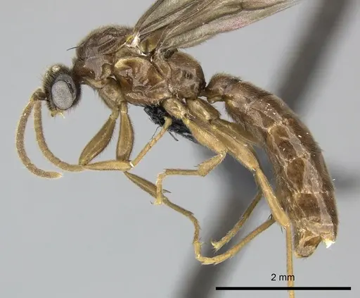Adetomyrma caputleae specimen CASENT0227999 image casent0227999_4