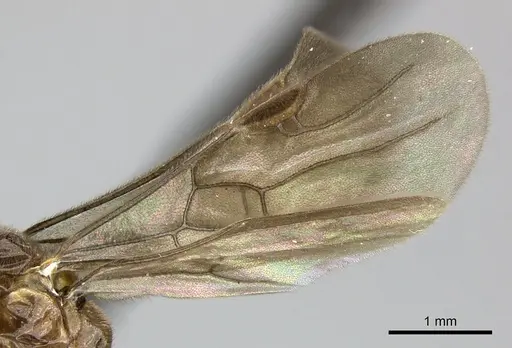 Adetomyrma caputleae specimen CASENT0227999 image casent0227999_5