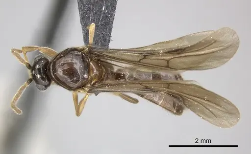 Adetomyrma caputleae specimen CASENT0247048 image casent0247048_1