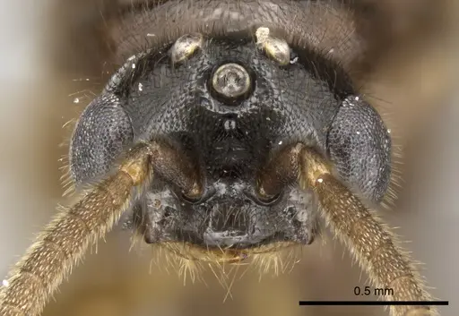 Adetomyrma caputleae specimen CASENT0247048 image casent0247048_2