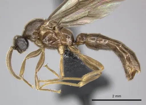 Adetomyrma caputleae specimen CASENT0247048 image casent0247048_3