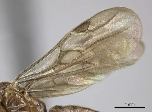 Adetomyrma caputleae specimen CASENT0247048 image casent0247048_4
