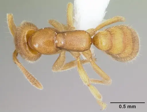 Adetomyrma caputleae specimen CASENT0410493 image casent0410493_1