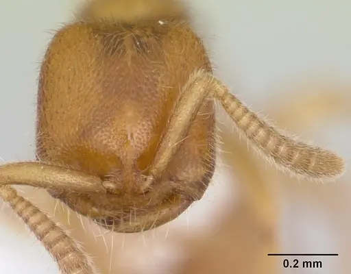 Adetomyrma caputleae specimen CASENT0410493 image casent0410493_2