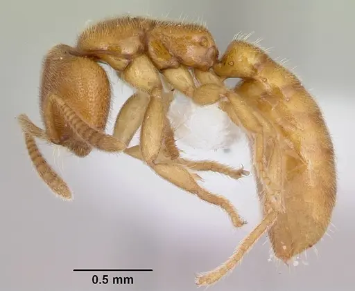 Adetomyrma caputleae specimen CASENT0410493 image casent0410493_3