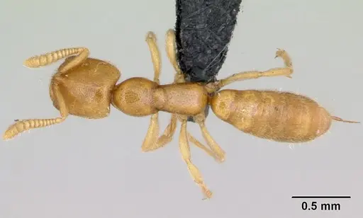Adetomyrma caputleae specimen CASENT0491481 image casent0491481_1