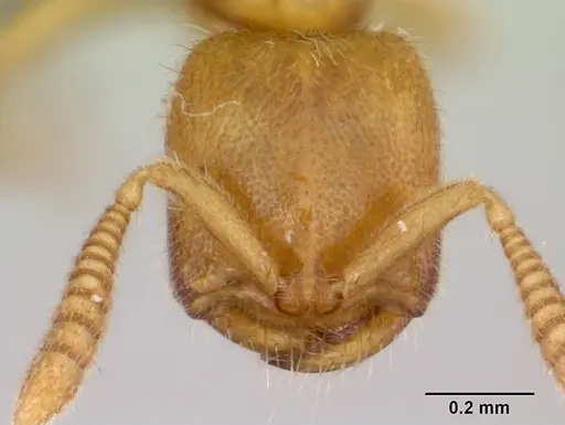 Adetomyrma caputleae specimen CASENT0491481 image casent0491481_2