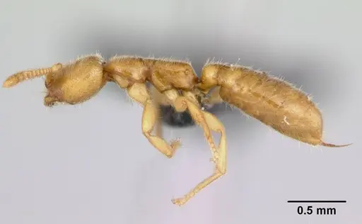 Adetomyrma caputleae specimen CASENT0491481 image casent0491481_3