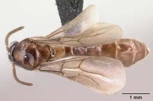 Adetomyrma caputleae specimen CASENT0493920 image casent0493920_1