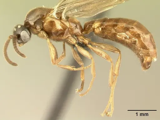 Adetomyrma caputleae specimen CASENT0493920 image casent0493920_3