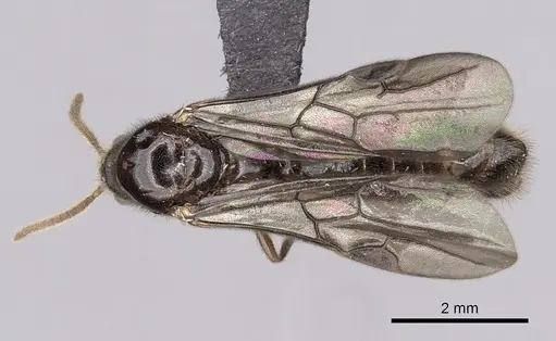 Adetomyrma cassis specimen CASENT0163620 image casent0163620_1