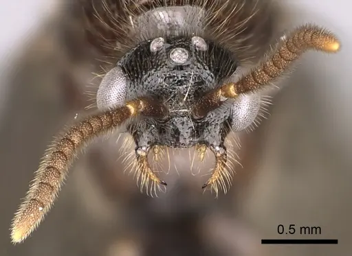 Adetomyrma cassis specimen CASENT0163620 image casent0163620_2