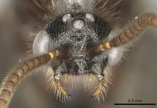 Adetomyrma cassis specimen CASENT0163620 image casent0163620_3