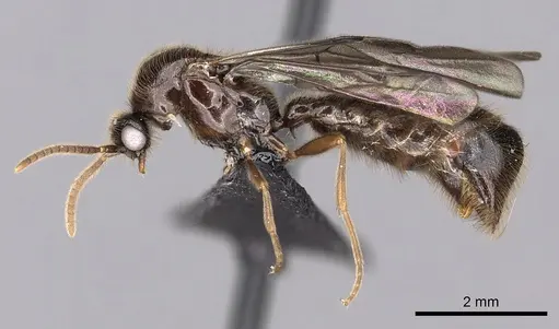Adetomyrma cassis specimen CASENT0163620 image casent0163620_4