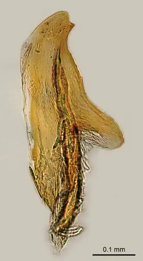 Adetomyrma caudapinniger specimen CASENT0111791 image casent0111791_1