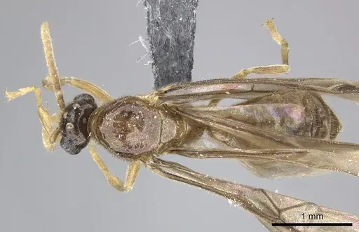 Adetomyrma caudapinniger specimen CASENT0244402 image casent0244402_1