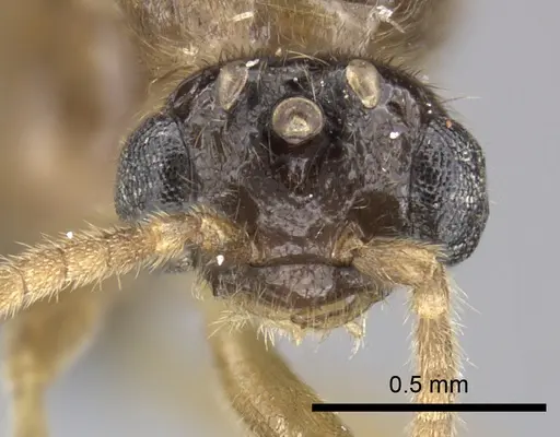 Adetomyrma caudapinniger specimen CASENT0244402 image casent0244402_2
