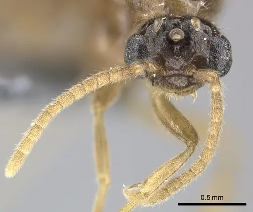 Adetomyrma caudapinniger specimen CASENT0244402 image casent0244402_3