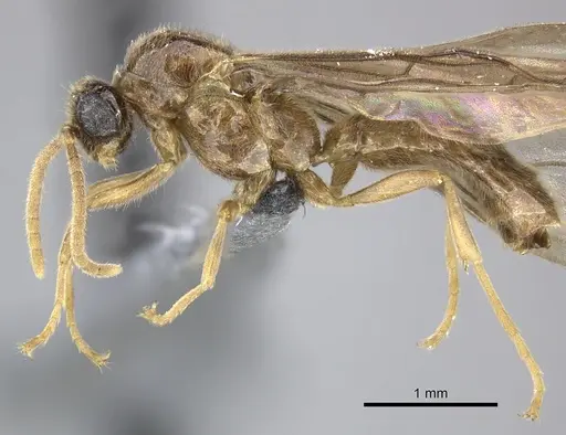 Adetomyrma caudapinniger specimen CASENT0244402 image casent0244402_4