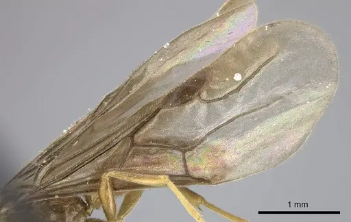 Adetomyrma caudapinniger specimen CASENT0244402 image casent0244402_5