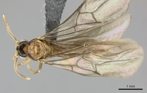 Adetomyrma caudapinniger specimen CASENT0244415 image casent0244415_1