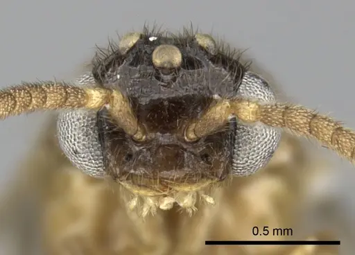 Adetomyrma caudapinniger specimen CASENT0244415 image casent0244415_2