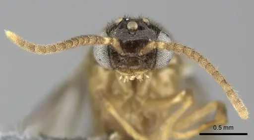 Adetomyrma caudapinniger specimen CASENT0244415 image casent0244415_3