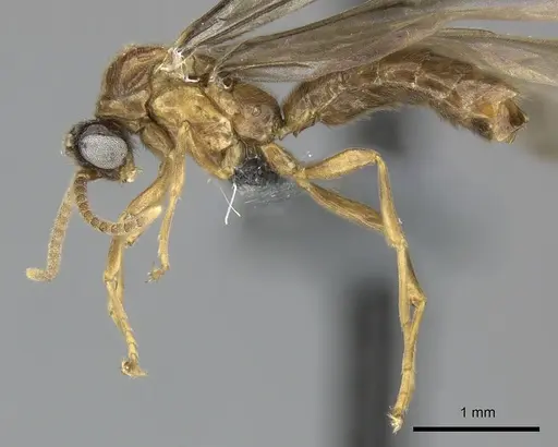 Adetomyrma caudapinniger specimen CASENT0244415 image casent0244415_4