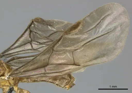 Adetomyrma caudapinniger specimen CASENT0244415 image casent0244415_5