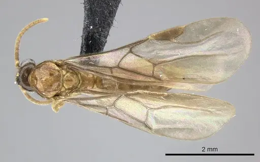 Adetomyrma caudapinniger specimen CASENT0244416 image casent0244416_1