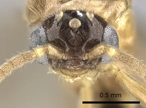 Adetomyrma caudapinniger specimen CASENT0244416 image casent0244416_2