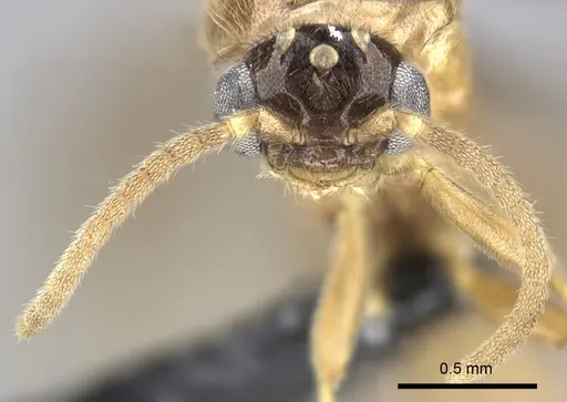 Adetomyrma caudapinniger specimen CASENT0244416 image casent0244416_3