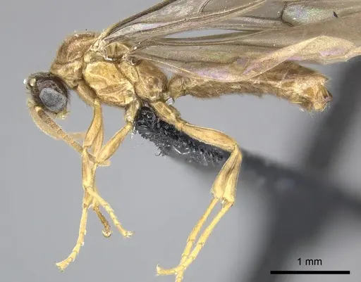 Adetomyrma caudapinniger specimen CASENT0244416 image casent0244416_4