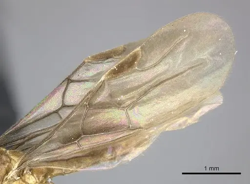 Adetomyrma caudapinniger specimen CASENT0244416 image casent0244416_5
