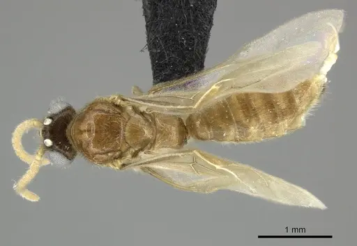 Adetomyrma cilium specimen CASENT0007089 image casent0007089_1